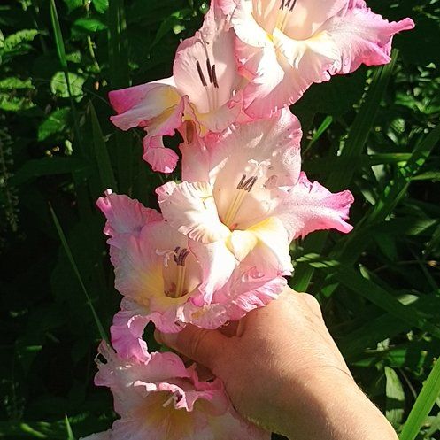 Photo of the plant species Gladiolus by @PlenaryCashew named Sanders on Greg, the plant care app