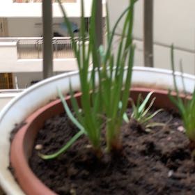 Photo of the plant species Red Onion by @Drive named Alex on Greg, the plant care app