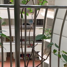 Photo of the plant species Crabweed by @Drive named Rych on Greg, the plant care app