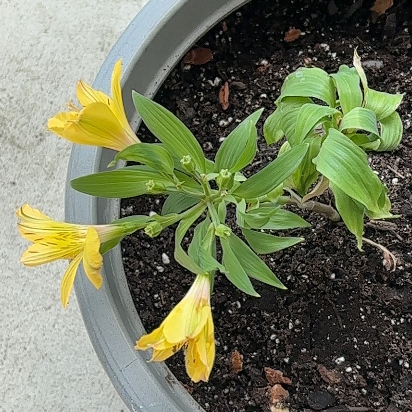 Photo of the plant species Lily of the Incas by @SplendidRose6 named Shakira on Greg, the plant care app