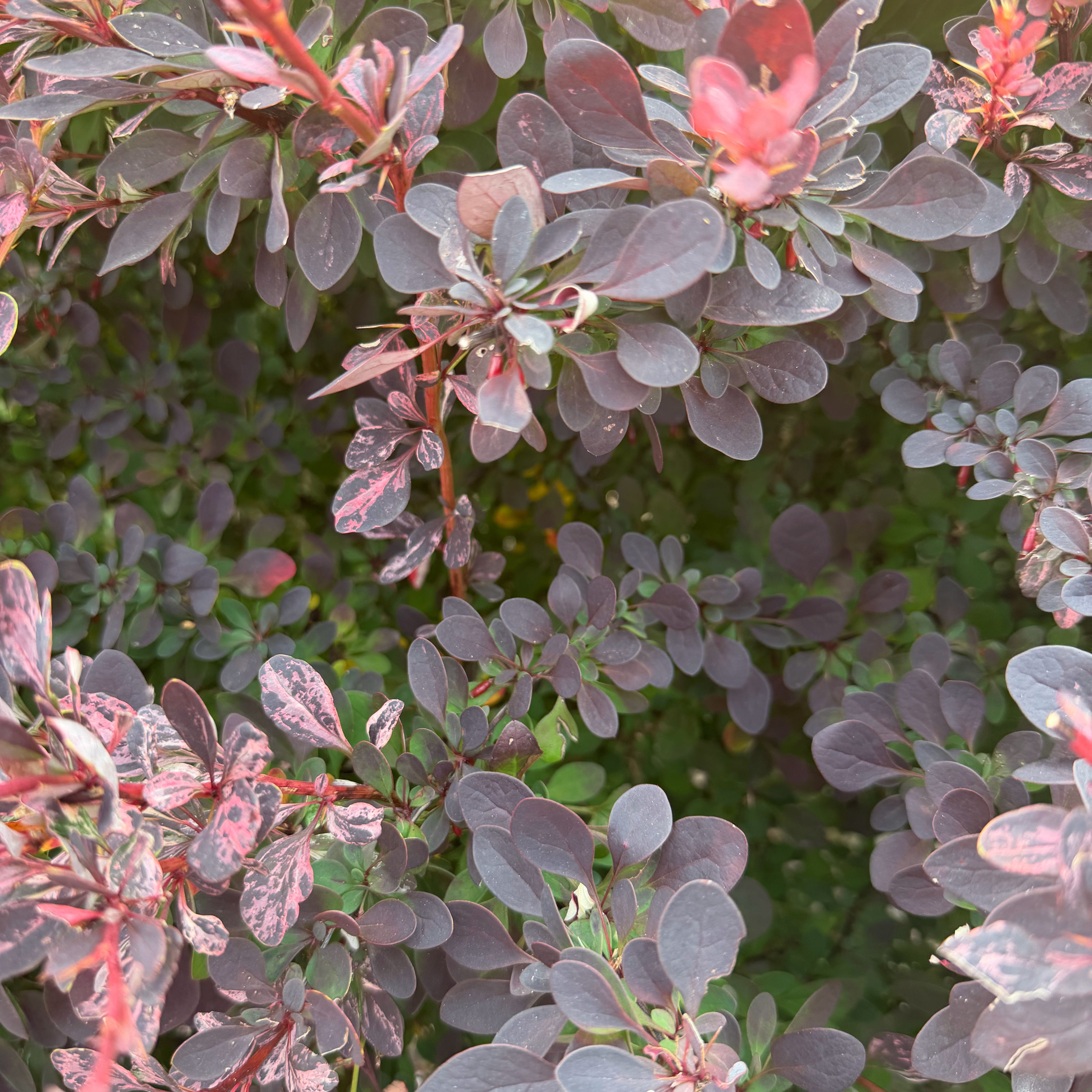 Photo of the plant species Japanese Barberry by @ChosenFern39 named Scarlett on Greg, the plant care app