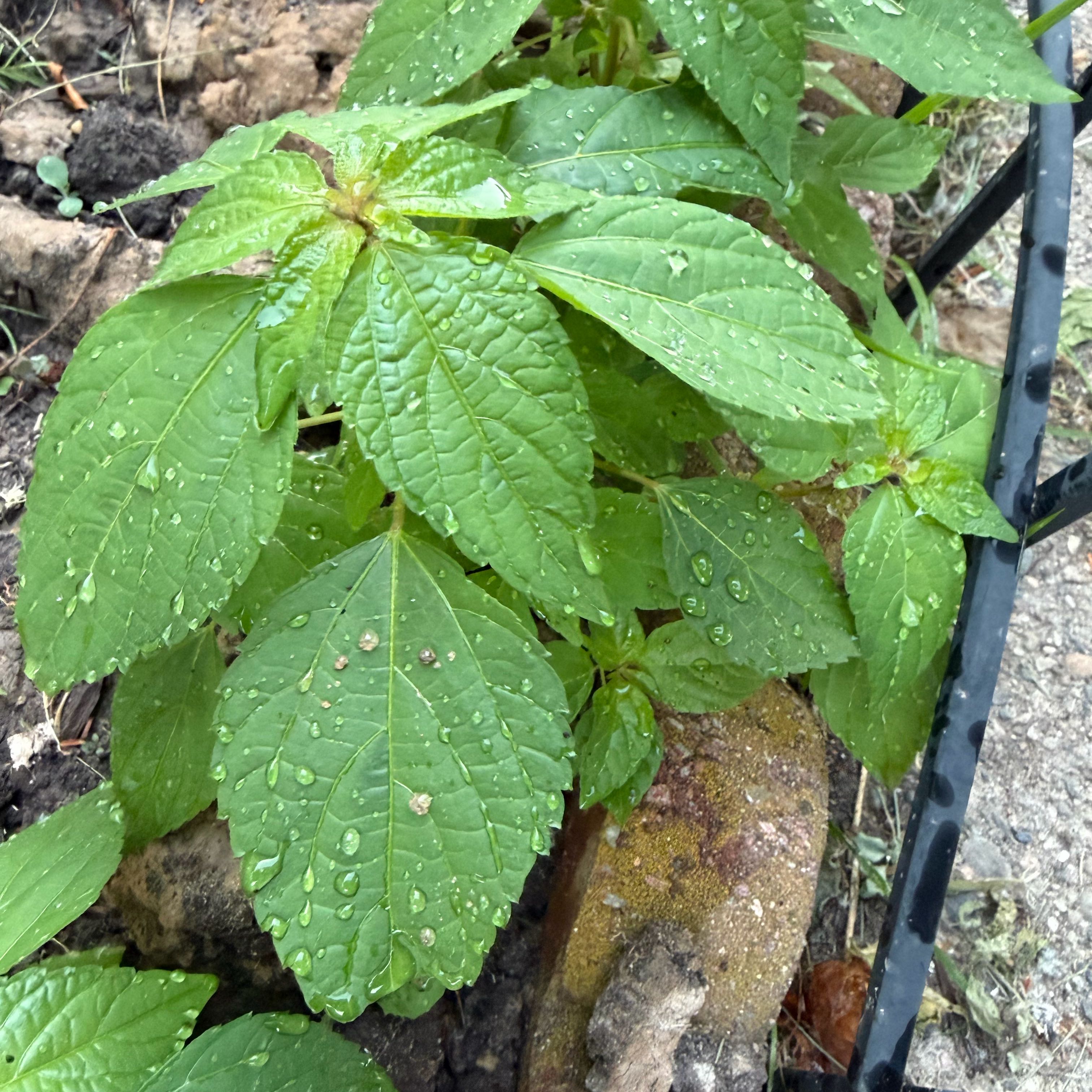 Photo of the plant species Virginia Copperleaf by @ChosenFern39 named Rainier on Greg, the plant care app