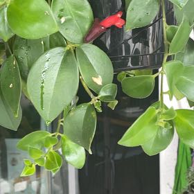 Photo of the plant species Natal Plum by @SugarKiekie15 named Curie on Greg, the plant care app