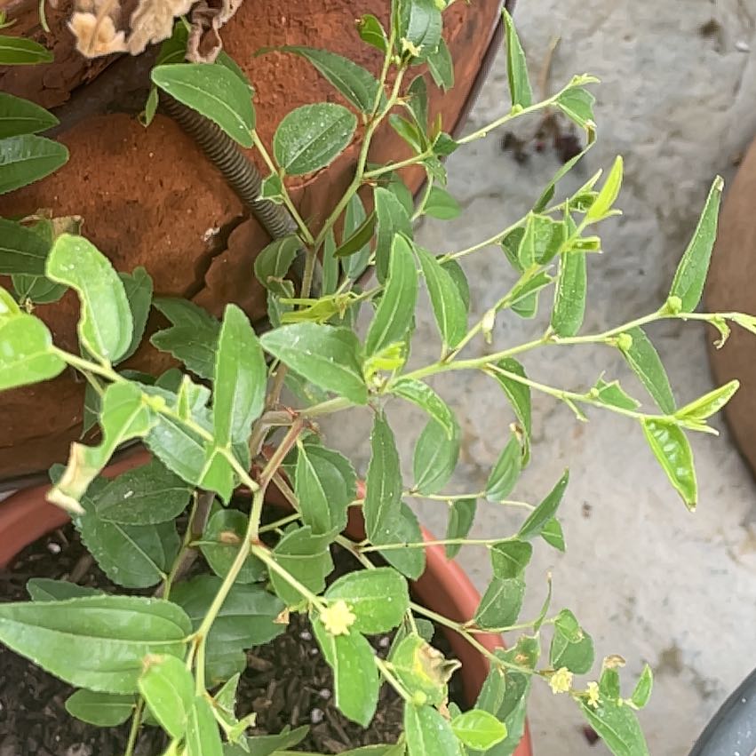 Photo of the plant species Indian Jujube by @SugarKiekie15 named Mollie on Greg, the plant care app