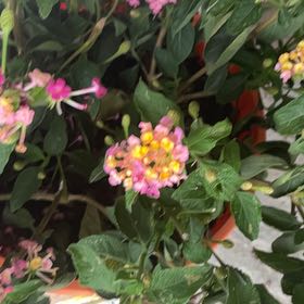 Photo of the plant species Lantana by @SugarKiekie15 named Taylor Swift on Greg, the plant care app