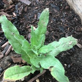 Photo of the plant species Common Hound's-Tongue by @SaintlyOrpine88 named Treeyoncé on Greg, the plant care app