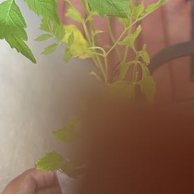 Photo of the plant species Trumpet Creeper by @GemIronweed37 named Tupot amaroot on Greg, the plant care app
