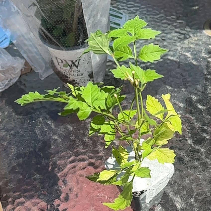 Photo of the plant species Trumpet Creeper by @GemIronweed37 named Madonna on Greg, the plant care app