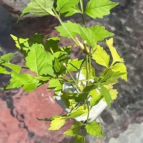 Photo of the plant species Trumpet Creeper by @GemIronweed37 named Nemo on Greg, the plant care app