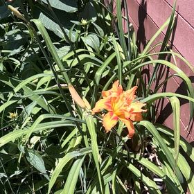 Photo of the plant species Orange Daylily by @EnlivenedSedum1 named Mando on Greg, the plant care app