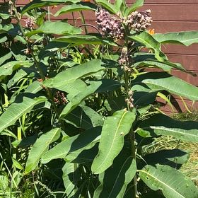Photo of the plant species Common Milkweed by @EnlivenedSedum1 named Marley on Greg, the plant care app