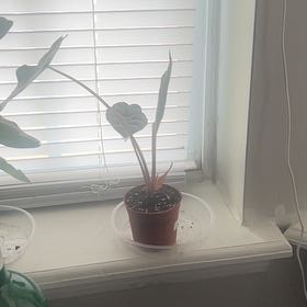 Photo of the plant species Alocasia 'Chantrieri' by @Livelaughlove named Beyonce on Greg, the plant care app