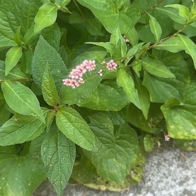 Photo of the plant species Oriental Lady's Thumb by @LordlyWinika11 named Marilyn on Greg, the plant care app