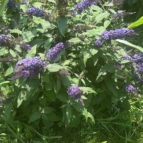 Photo of the plant species Orange Eye Butterflybush by @LordlyWinika11 named Bieber on Greg, the plant care app