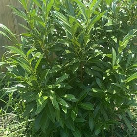 Photo of the plant species Oleander by @LordlyWinika11 named Rainier on Greg, the plant care app
