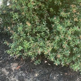 Photo of the plant species Rose Meadowsweet by @LordlyWinika11 named Diana on Greg, the plant care app