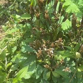 Photo of the plant species Common Columbine by @LordlyWinika11 named Miley on Greg, the plant care app