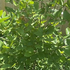 Photo of the plant species Oregon Ash by @LordlyWinika11 named Aristotle on Greg, the plant care app