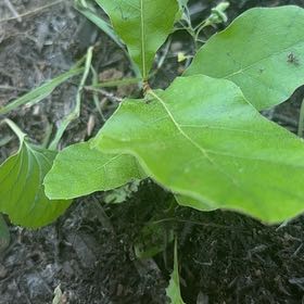 Photo of the plant species Water Oak by @LordlyWinika11 named Kesha on Greg, the plant care app