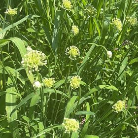 Photo of the plant species Manyflower Marshpennywort by @LordlyWinika11 named Clooney on Greg, the plant care app