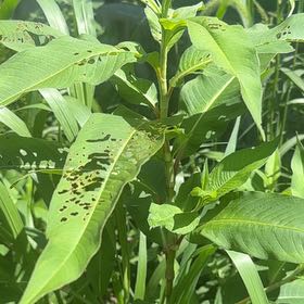 Photo of the plant species Curlytop Knotweed by @LordlyWinika11 named Kylie on Greg, the plant care app