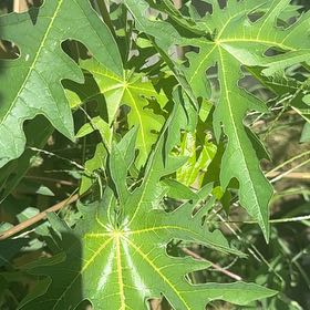 Photo of the plant species Papaya by @LordlyWinika11 named Beckham on Greg, the plant care app