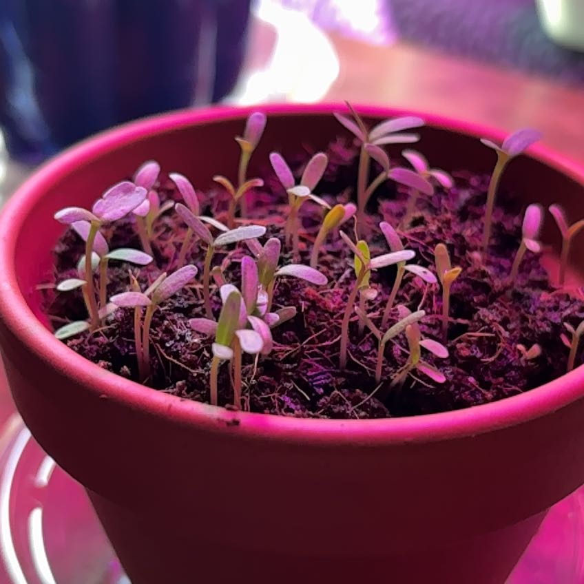 Photo of the plant species Marigold by @FieryBegonia80 named Kardashian on Greg, the plant care app