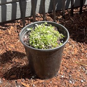 Photo of the plant species Blue Star Creeper by @GemBulrush42 named Daphne on Greg, the plant care app