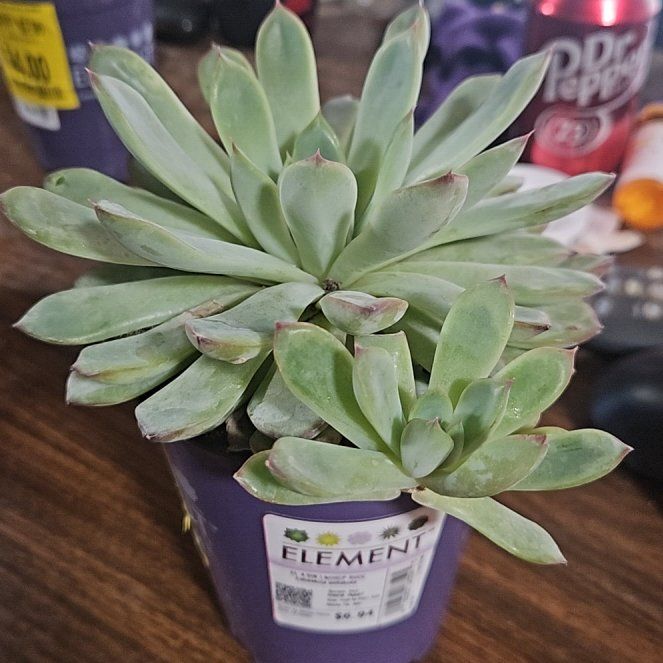 Photo of the plant species Echeveria pulidonis by @UberKawaka60 named Bigleef Smalls on Greg, the plant care app