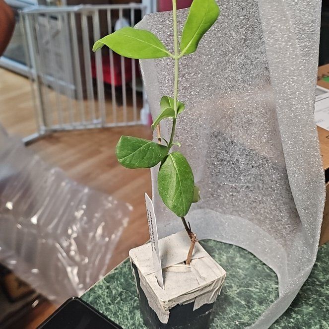Photo of the plant species Honeysuckle by @TryCarrot42 named Plato on Greg, the plant care app