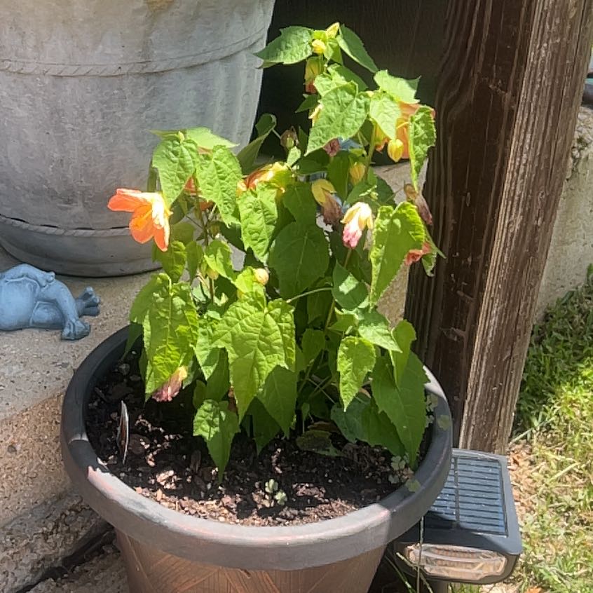 Photo of the plant species Abutilon Pictum by @WillPinklaui8 named LiloStitch on Greg, the plant care app