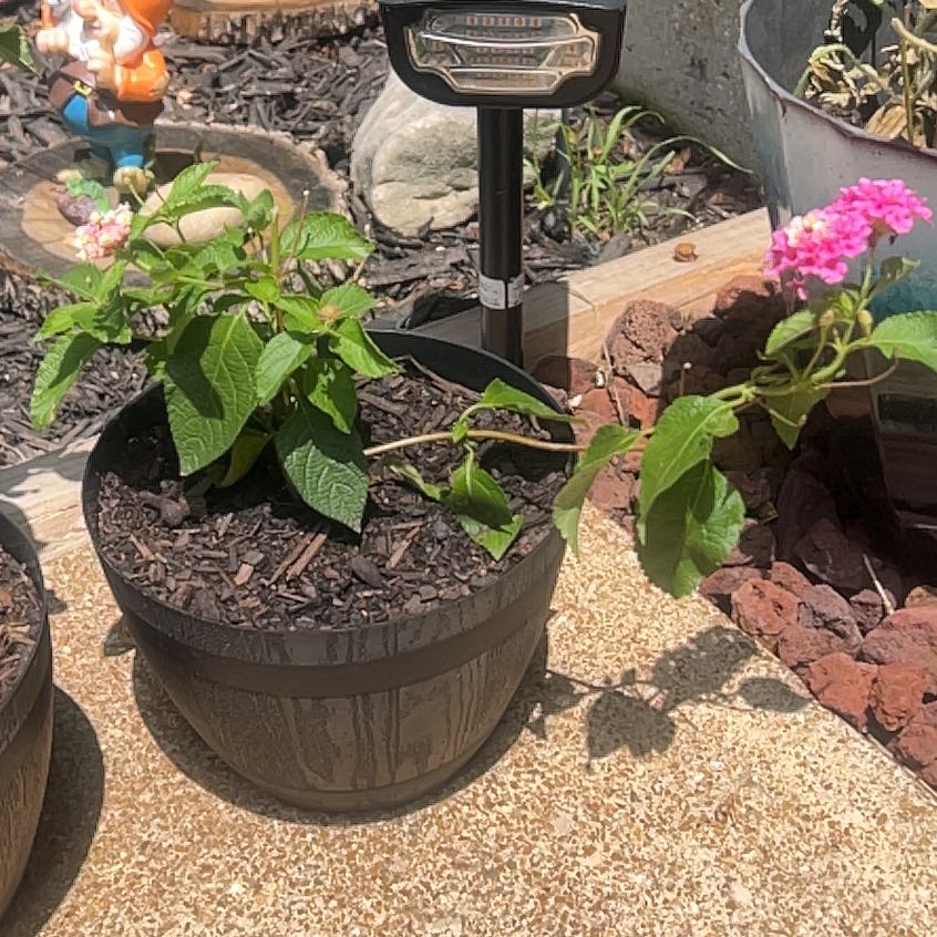 Photo of the plant species Lantana by @WillPinklaui8 named Coco on Greg, the plant care app