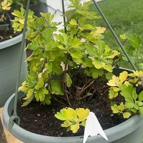 Photo of the plant species Mum by @WillPinklaui8 named Luna on Greg, the plant care app