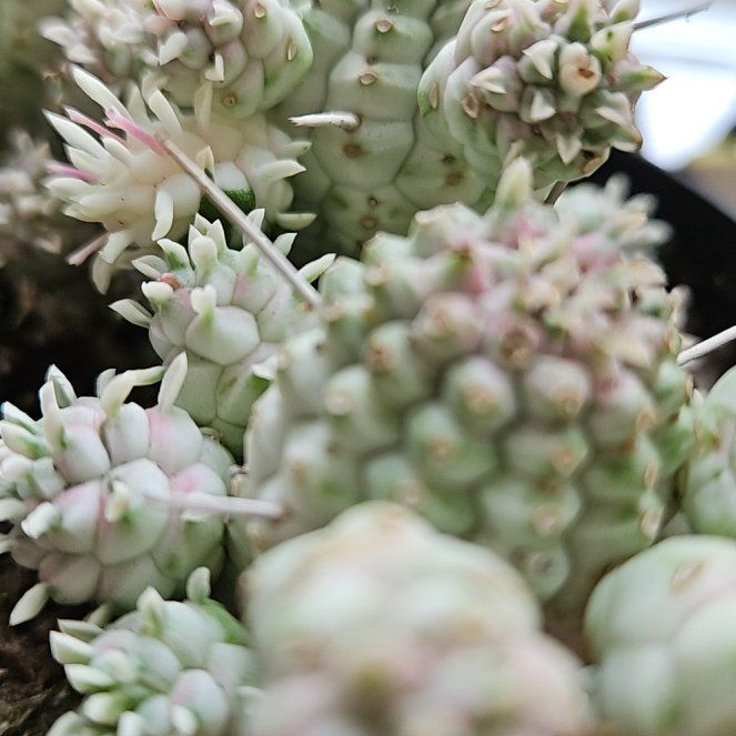 Photo of the plant species Variegated Corncob Cactus by @YokePlanty15 named Still in Love on Greg, the plant care app