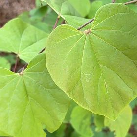Photo of the plant species Mexican Redbud by @PivotalAnise94 named Beckham on Greg, the plant care app