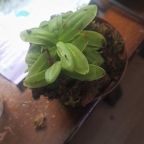 Photo of the plant species Large-Flowered Butterwort by @OpenlyGrass57 named da Vinci on Greg, the plant care app