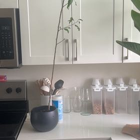 Photo of the plant species Apple by @SuaveBaybean34 named Wall-E on Greg, the plant care app