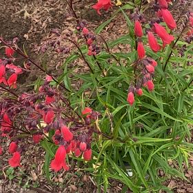 Photo of the plant species Firecracker Plant by @TenableZucchini named Osmo on Greg, the plant care app