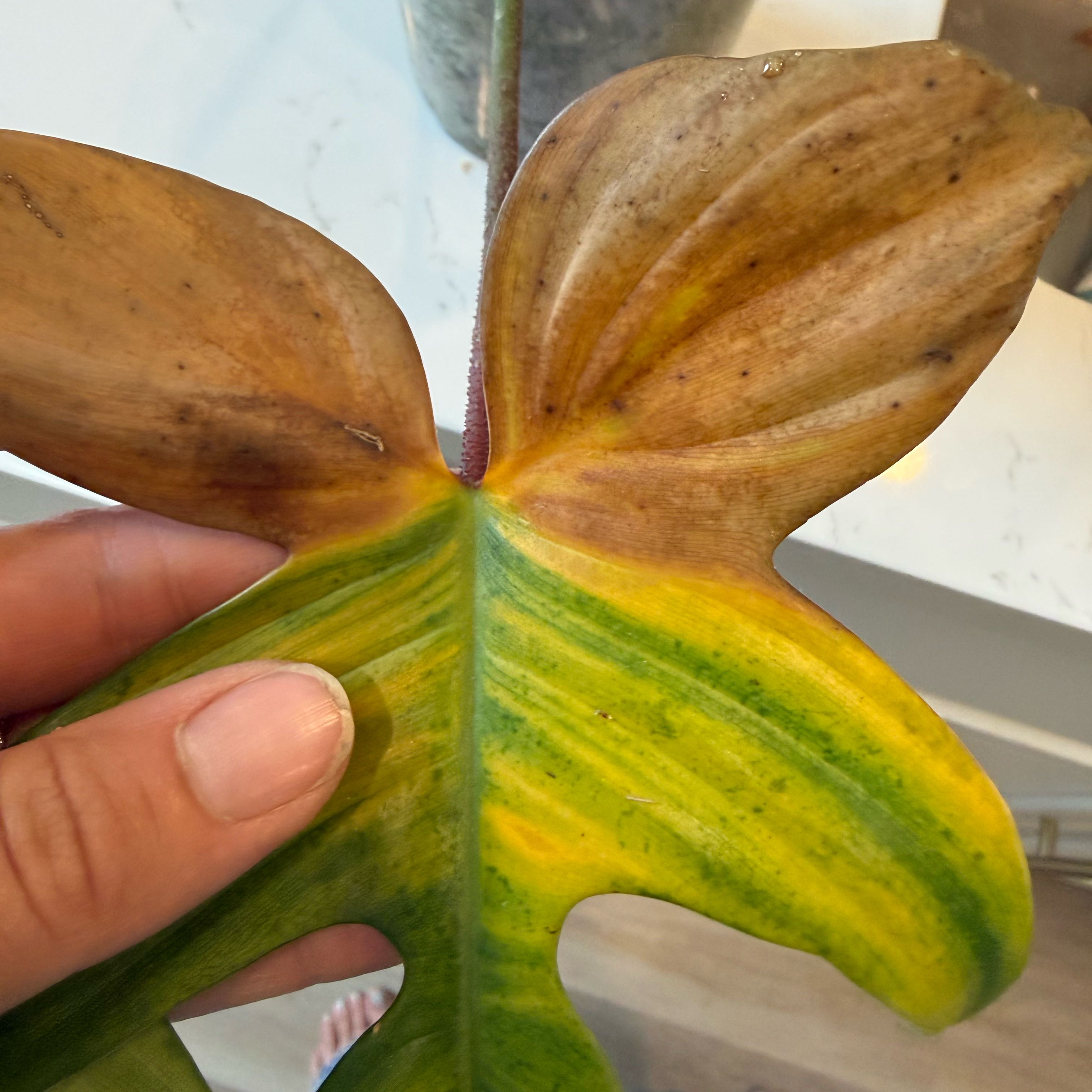 Photo of the plant species Variegated Florida Beauty Philodendron by @TopTukauki37 named Khaleesi on Greg, the plant care app