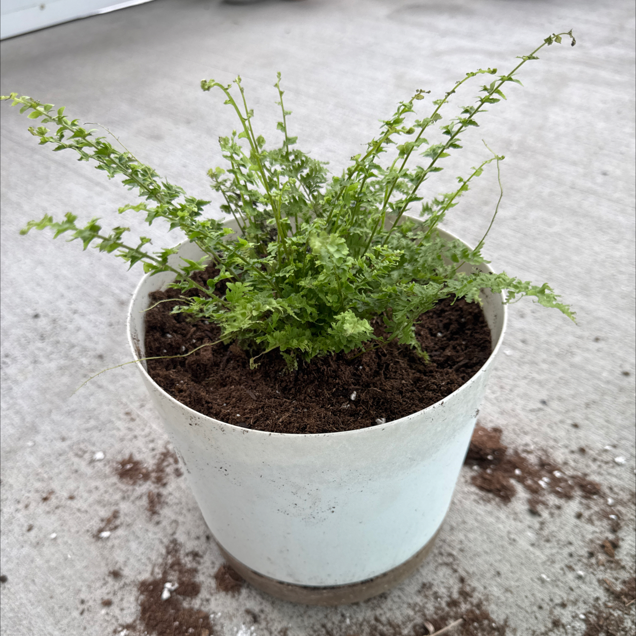 Photo of the plant species Green Fantasy Fern by @CrispCentro75 named Fernie Sanders on Greg, the plant care app