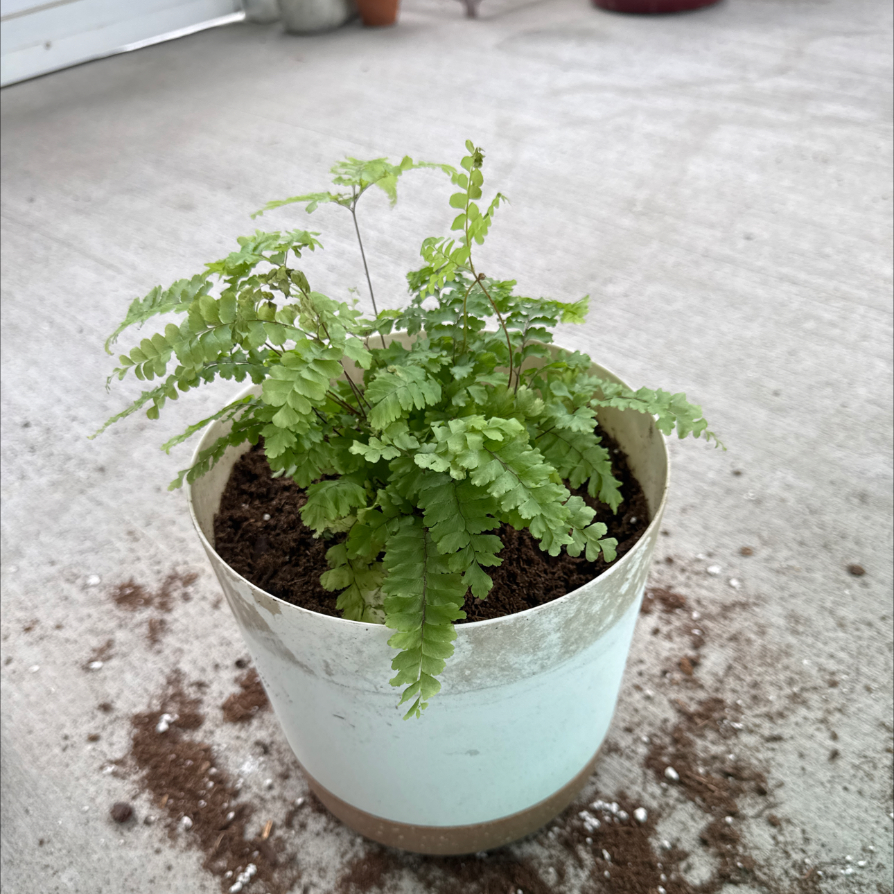 Photo of the plant species Rosy Maidenhair Fern by @CrispCentro75 named Michelle Branch on Greg, the plant care app