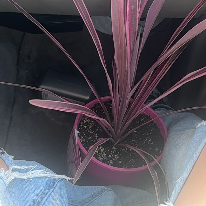Photo of the plant species Pink Dreams by @LadyEspicia68 named Patricia on Greg, the plant care app