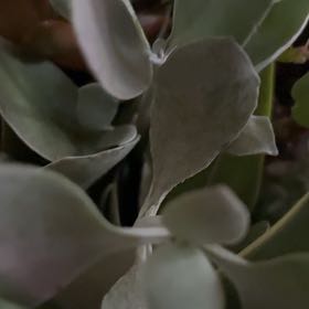 Photo of the plant species Silver Spoon by @NewTutu70 named Achilles on Greg, the plant care app