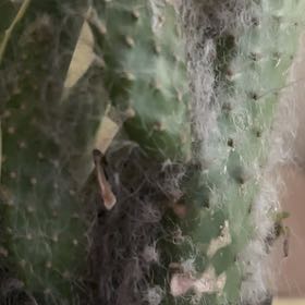 Photo of the plant species Snow Prickly Pear by @NewTutu70 named Sonora on Greg, the plant care app