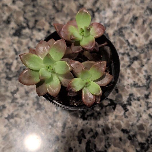 Photo of the plant species Graptosedum 'Vera Higgins' by @BestPhlox20 named Rosie on Greg, the plant care app