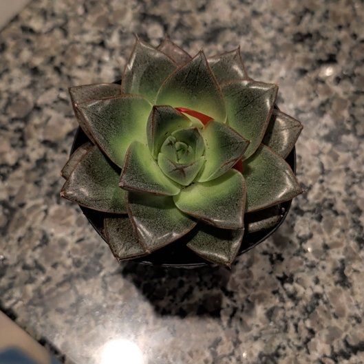 Photo of the plant species Echeveria purpusorum by @BestPhlox20 named Penny on Greg, the plant care app