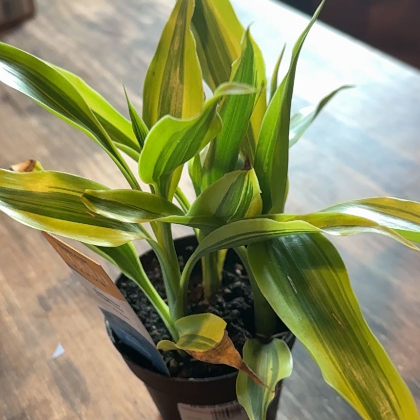 Photo of the plant species Draceana marginata by @GutsySquash90 named Denali on Greg, the plant care app