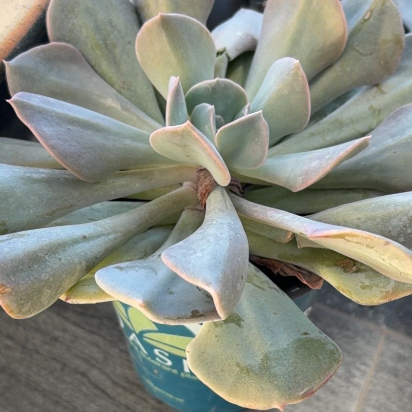 Photo of the plant species Misty Lilac by @SageBeachplum37 named Delilah on Greg, the plant care app