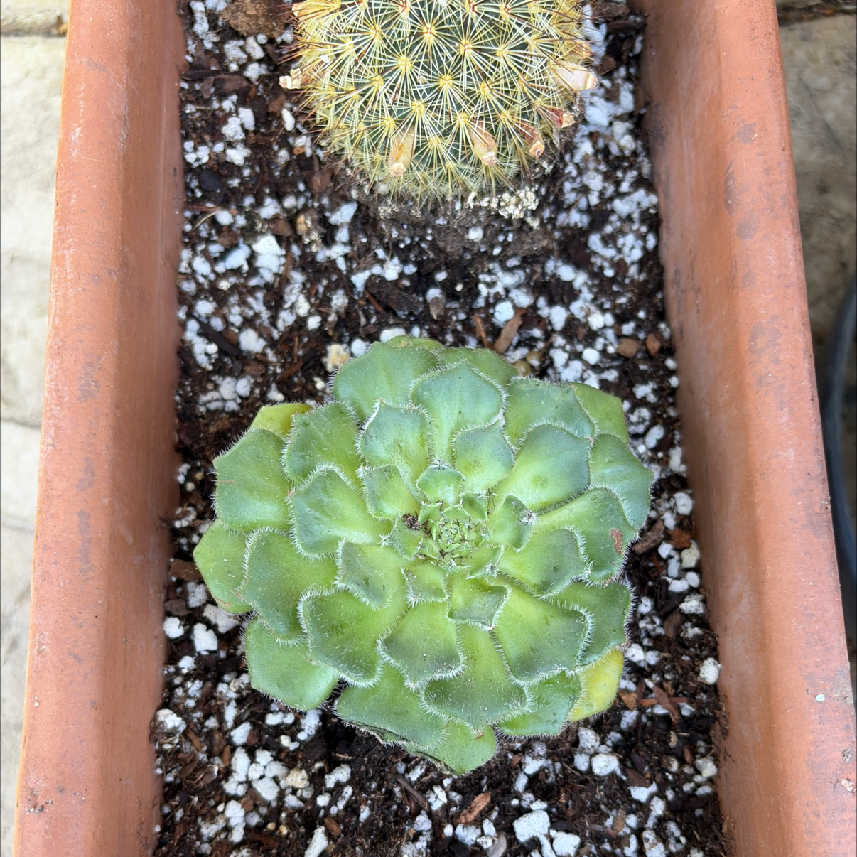 Photo of the plant species Sempervivum Globiferum by @SageBeachplum37 named Kobe on Greg, the plant care app