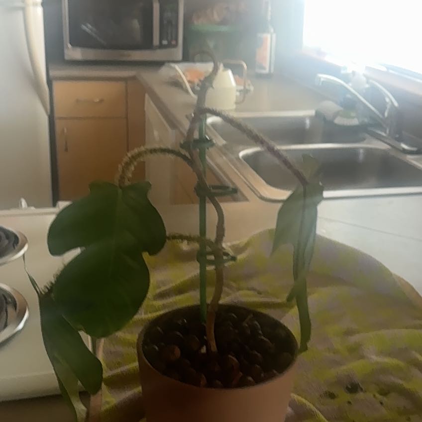 Photo of the plant species Hairy Philodendron by @WiseFernmoss80 named Darwin on Greg, the plant care app